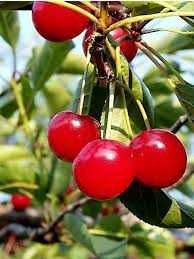 Drzewka wiśnie jabłonie grusze śliwy czereśnie