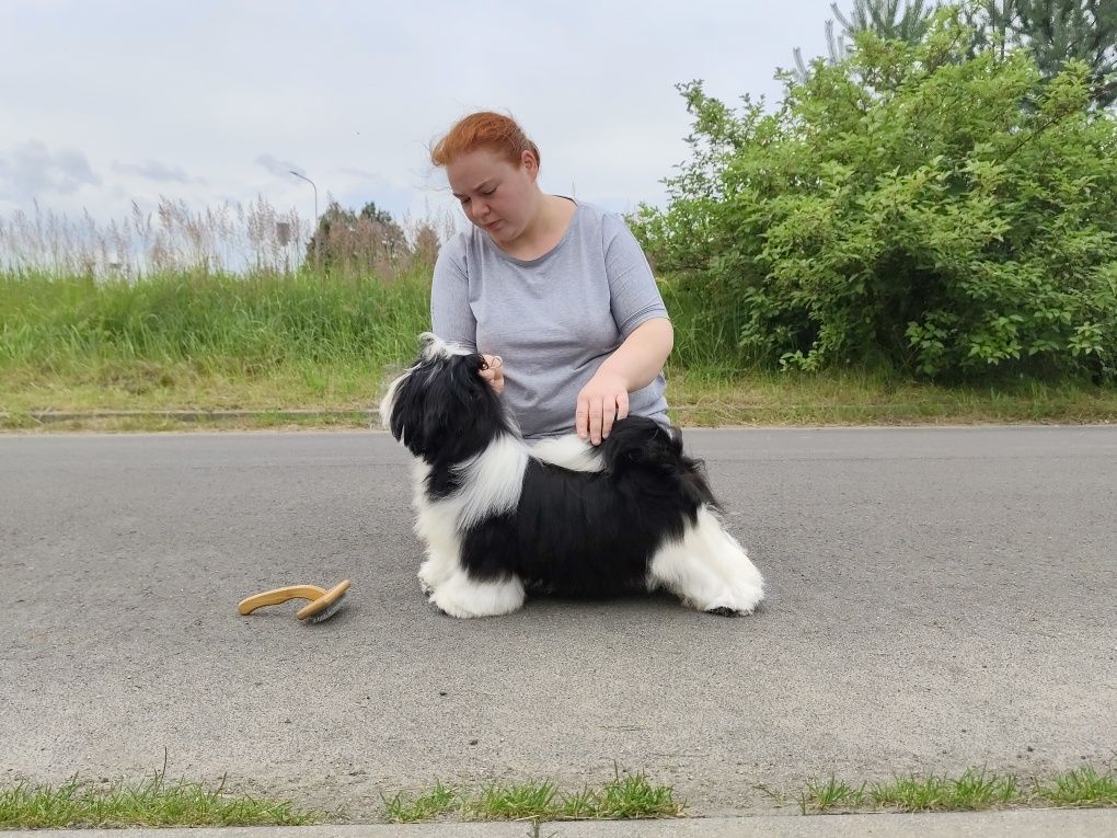 Piesek Shih Tzu z metryką rodowodem ZKwP FCI