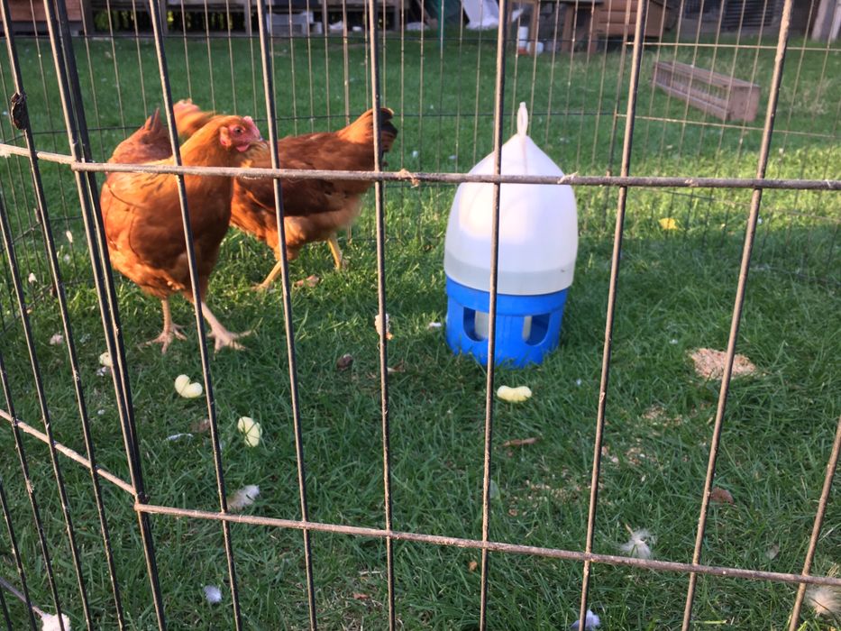 Nev hempsir zółte 2025