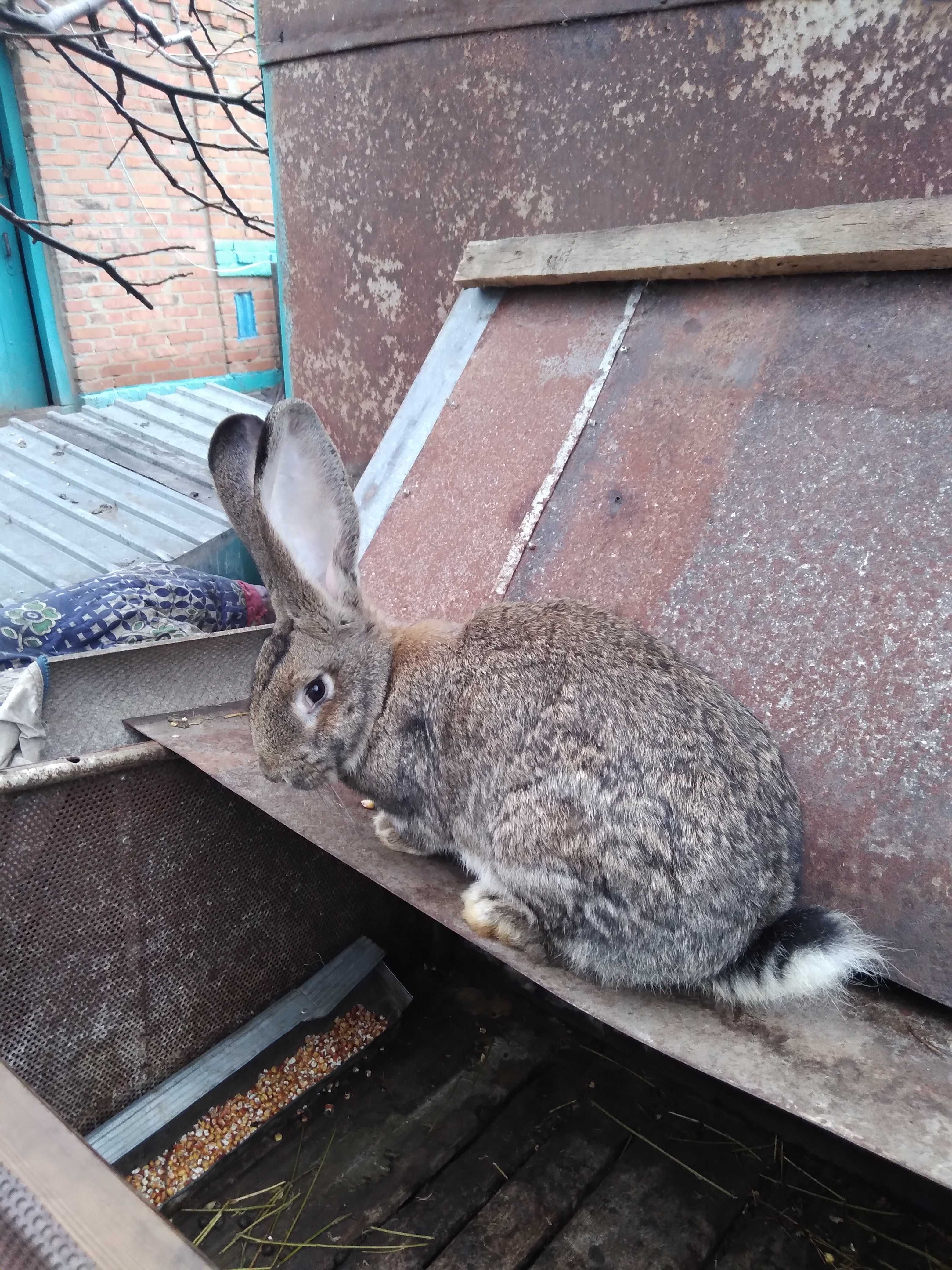 Кролики флендер+шиншила