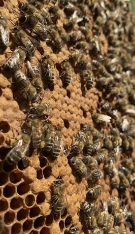 Якісні Українські бджолопакети 2022 відводки бджолосім‘я