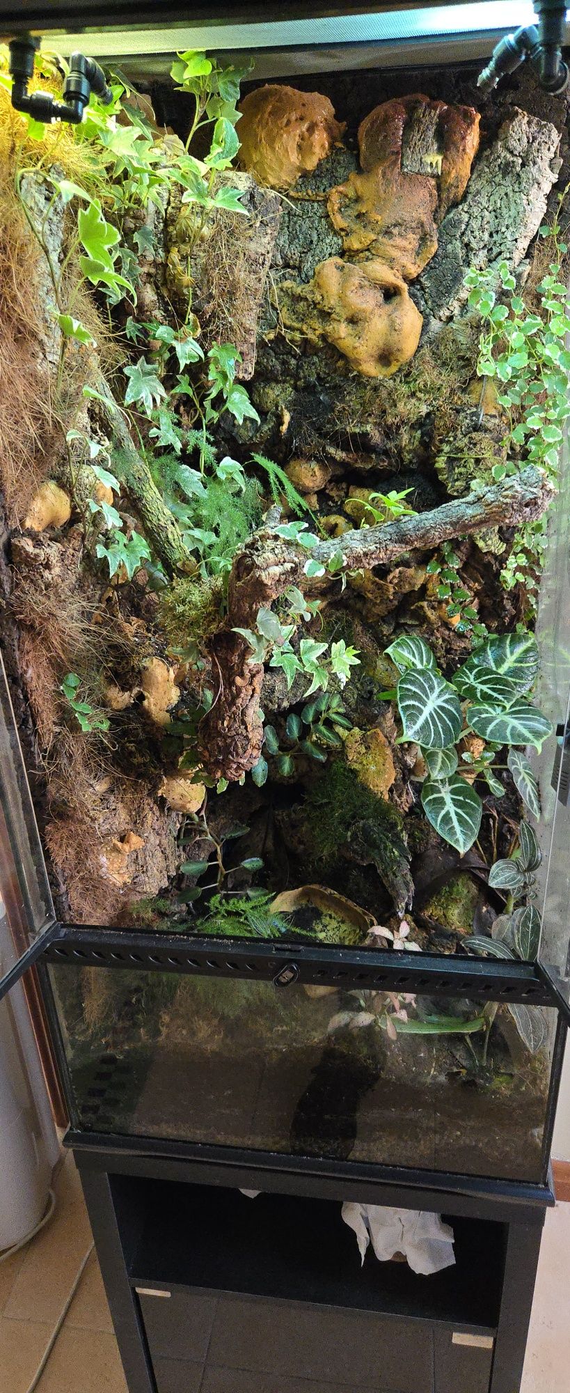 Terrario exoterra 45x45x90 com 3 Dendrobates