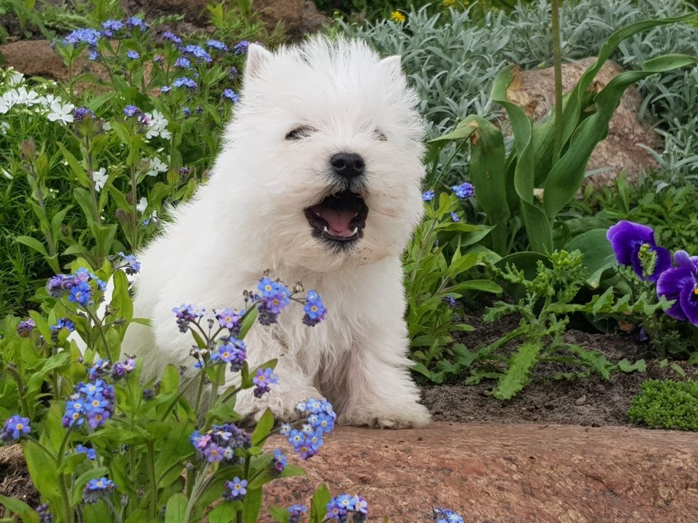 West highland white terrier,west,westy