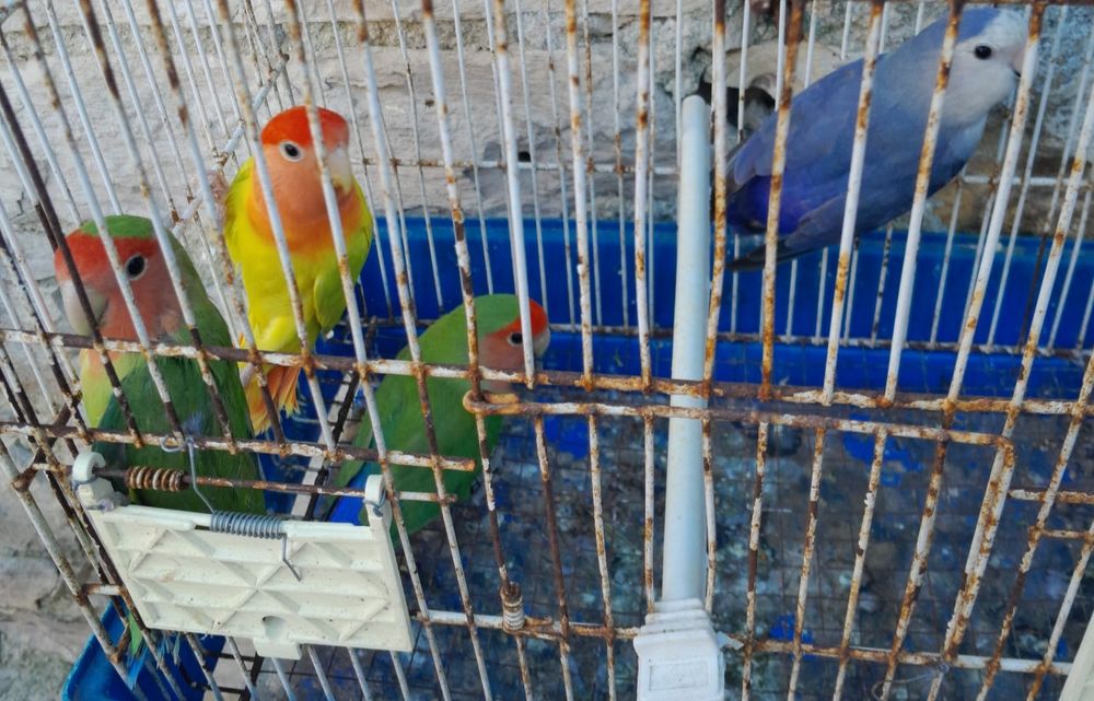 Agapornis disponíveis