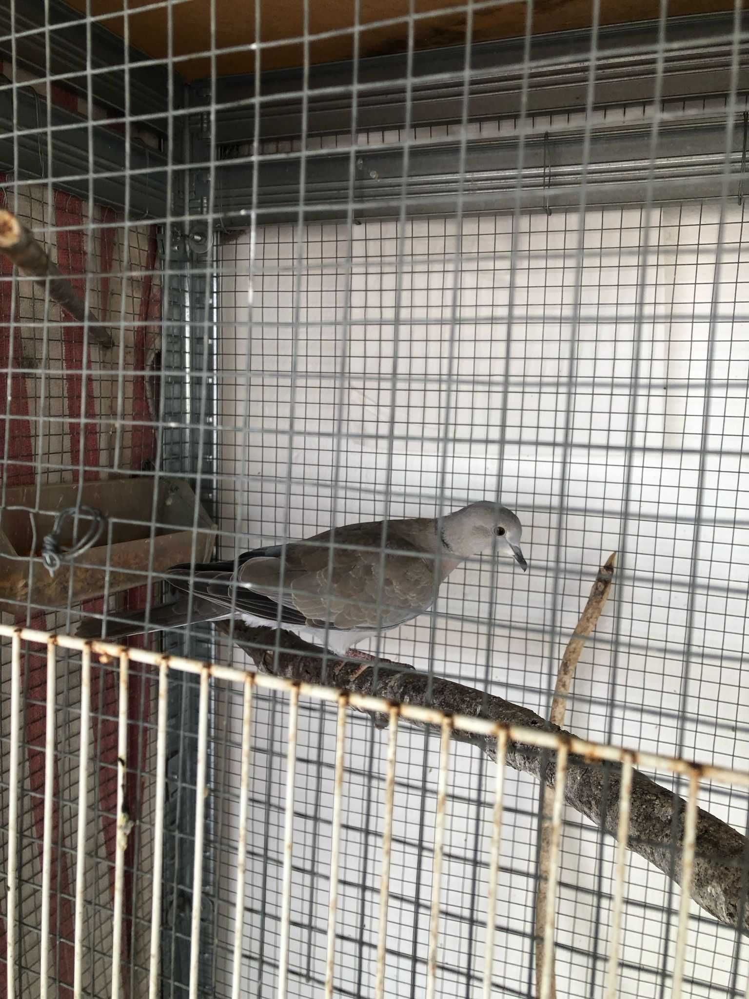 2 casais de Rolas + 2 Rolas deste ano