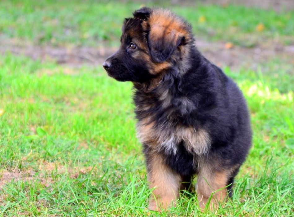 Owczarek Niemiecki Długowłosy szczeniak