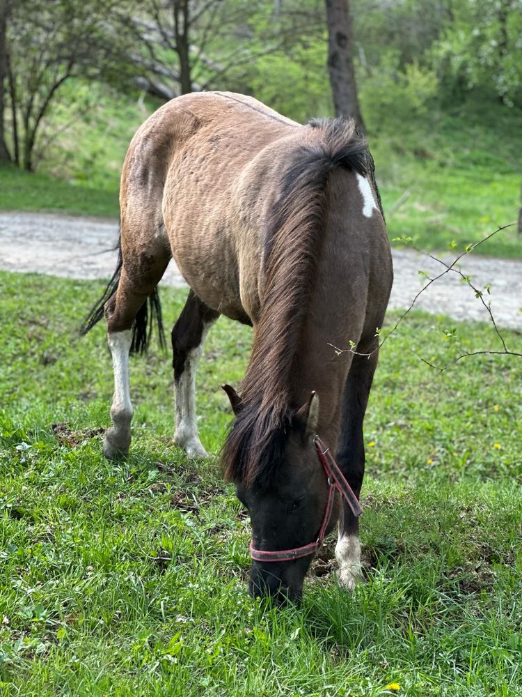 Wałach hucuł rekreacja