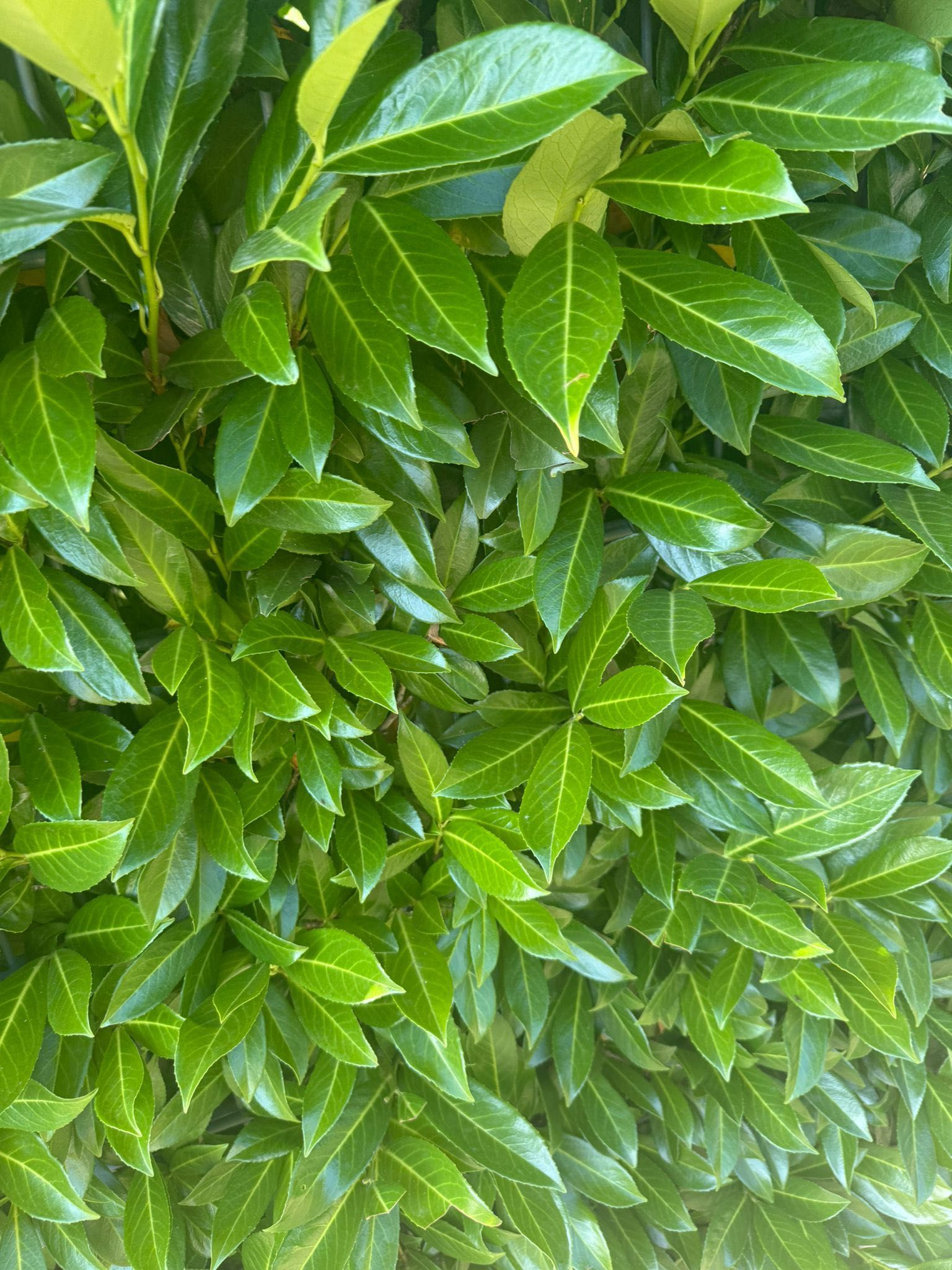 Laurowiśnia caucasica