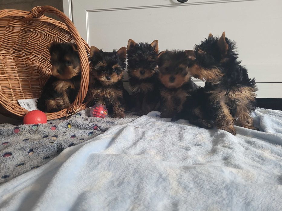 York suczka mini Warszawa yorki