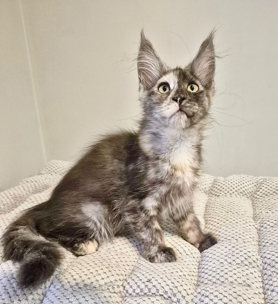 Koteczka Becia rasy Maine Coon!!!