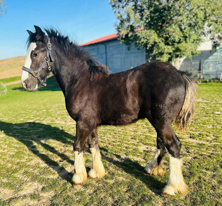 Ogier Źrebak Tinker Sinitan