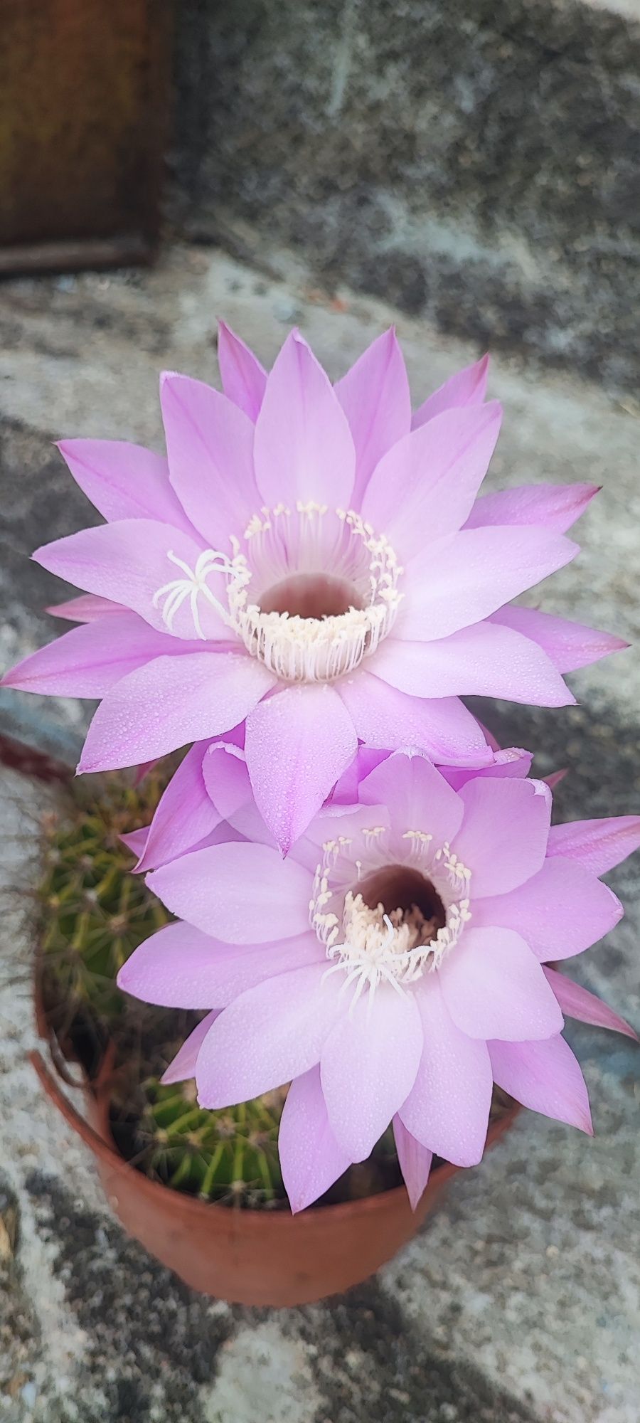 Planta cacto suculenta