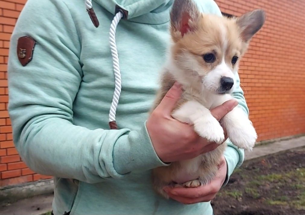 Вельш Коргі Пемброк.  Дівчинка красунька-лапочка.