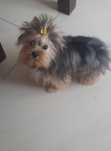 Blue merle yorkshire terrier piesek chłopak miniaturka