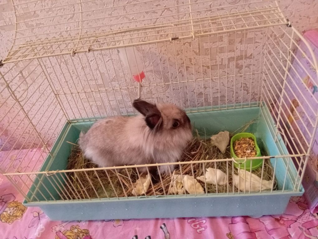 Кролик с клеткой