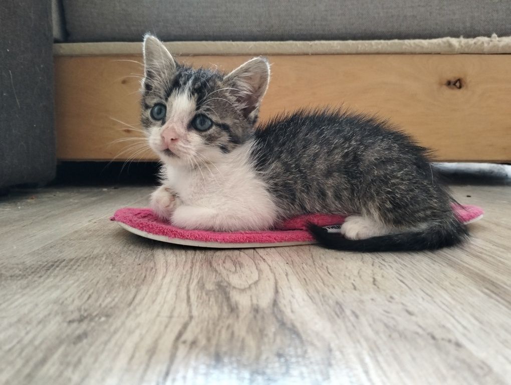 Віддам гарненьке кошеня