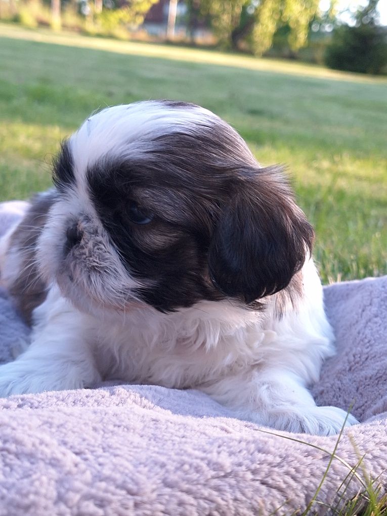 Shih-Tzu piękna sunia