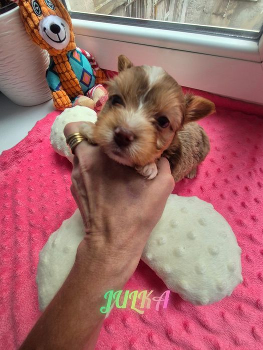 Sunia choco merle ZAREZERWOWANA