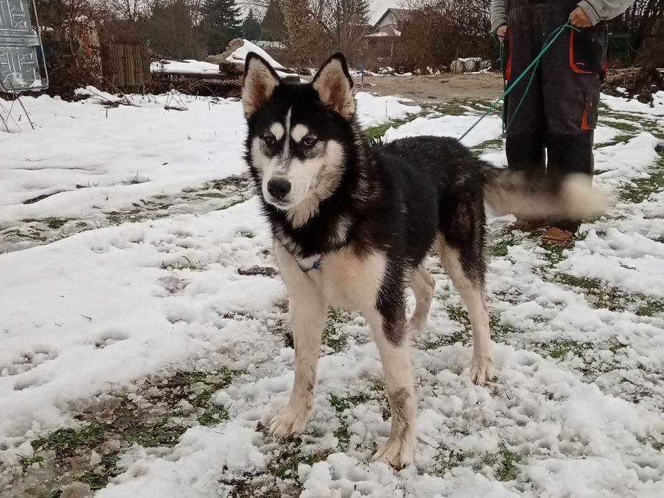 Pieski Husky - za darmo