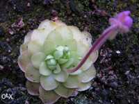 Kit completo para carnivora pinguicula x weser