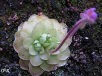Kit completo para carnivora pinguicula x weser