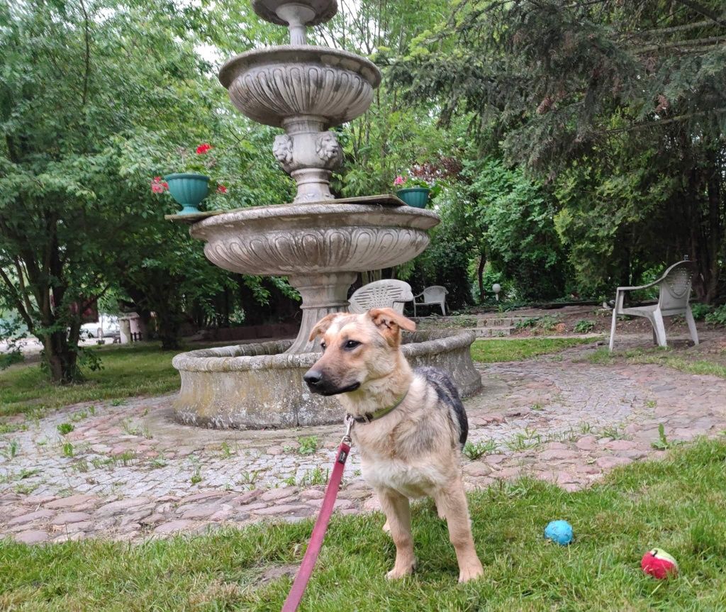 Szczeniak Lily do adopcji!!! Pieski dowozimy!!!