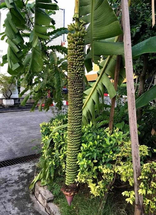 Bananowiec Musa Thousand Fingers sadzonka P7 banan 40cm