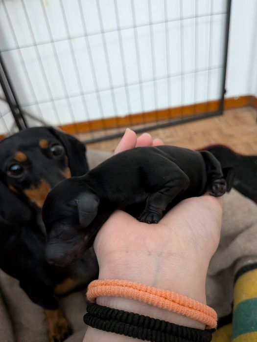 Teckel Standard com LOP [pedigree]