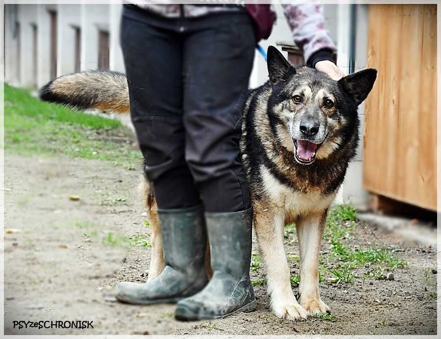 Zeus- duży psiak do pokochania. Pies do adopcji