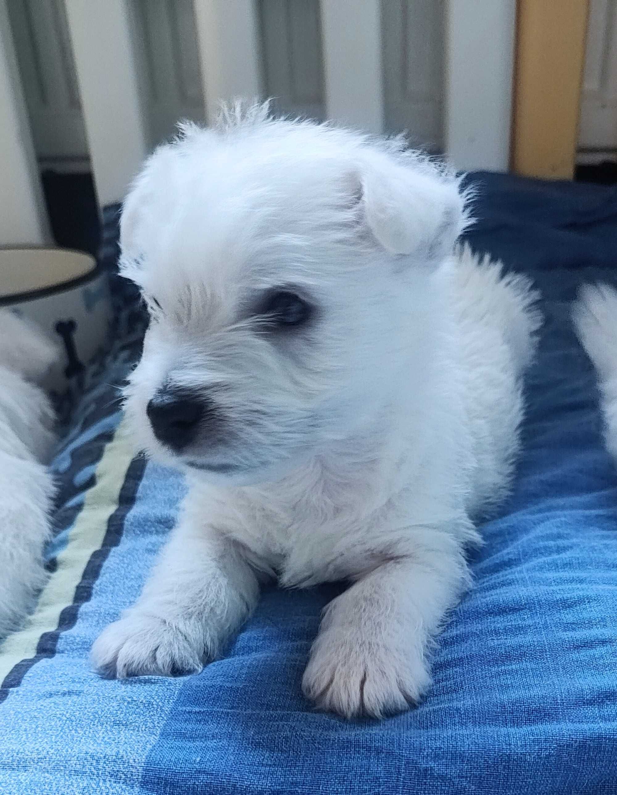 West Highland White Terrier FCI
