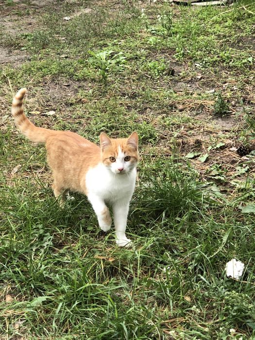 Рижий котик з білою грудкою