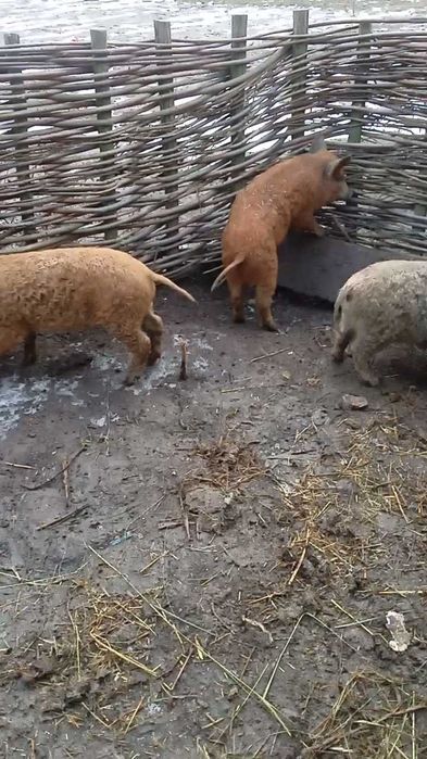 Поросята угорська мангалиця