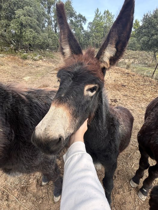 Burro jovem 6 meses – muito meigo