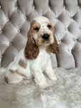 Suczka Cocker Spaniel Angielski