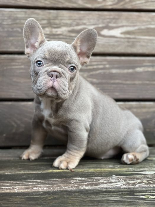 Француз дівчинка new shade isabella tan