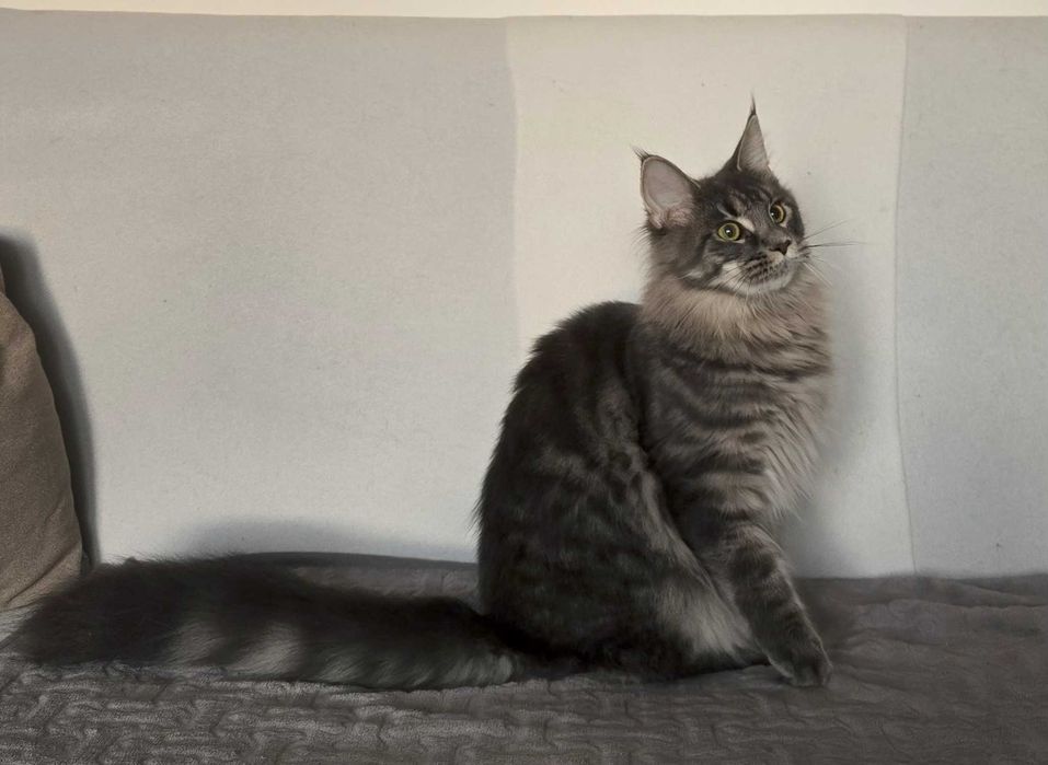 Koteczka Maine Coon Liri