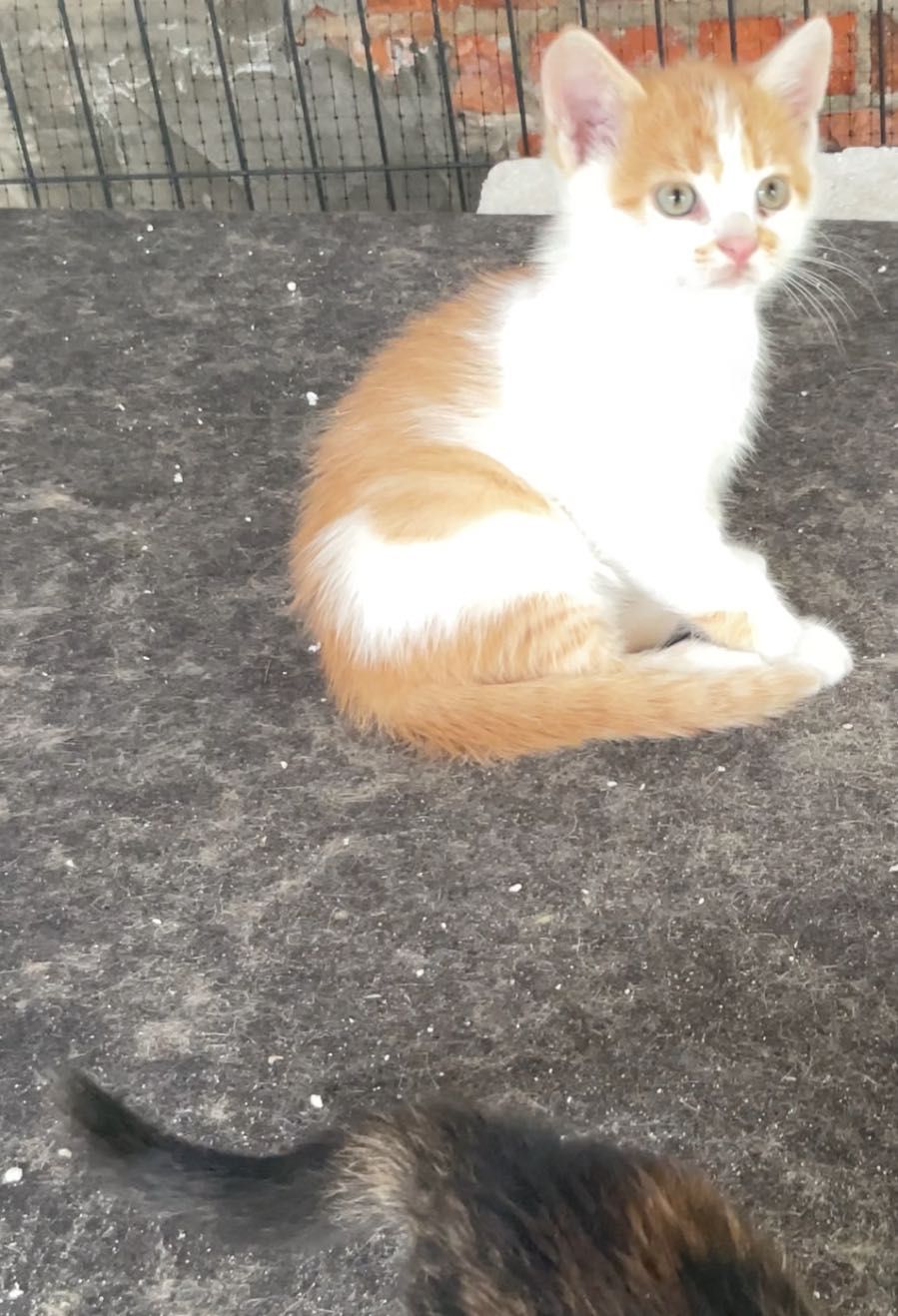 Koty do adopcji za darmo, przegląd w klinice VET