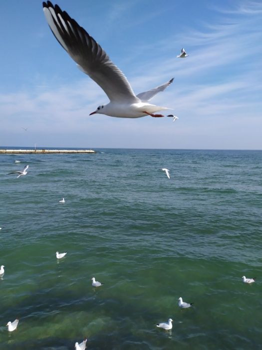 Сдам від 1 місяця 2-х к. у МОРЯ с ГЕНЕРАТОРОМ в АРКАДИИ /Генуезская