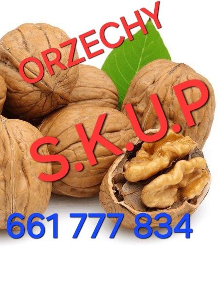 Orzechy włoskie w skorupie.