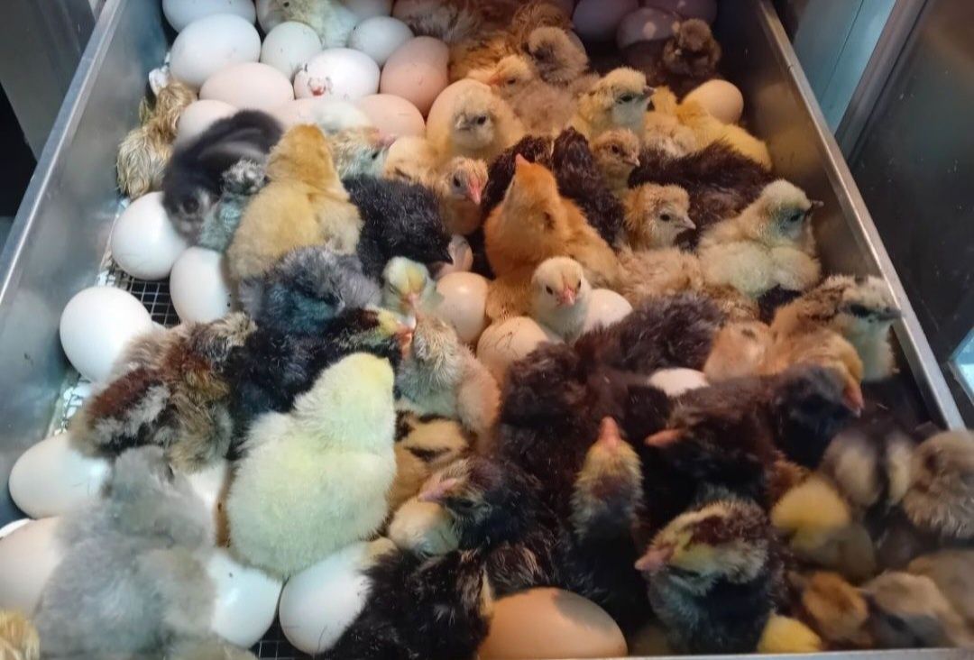 Pisklęta marans, araucana, vorwerk, lakenfelder, silka,wayendotte