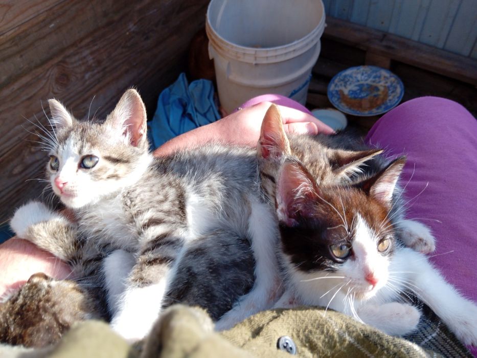 4 gatos para adoção