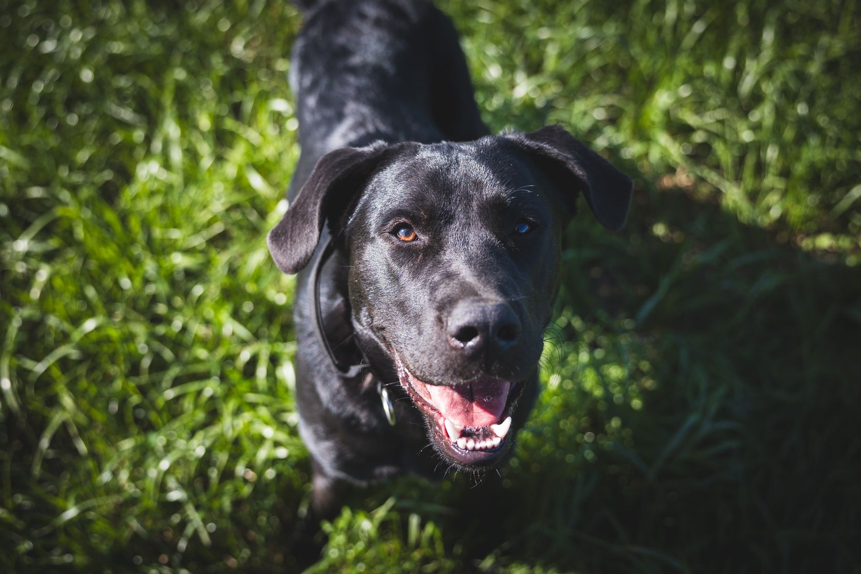 Pelvis cudowny szczeniak w typie labradora szuka domu