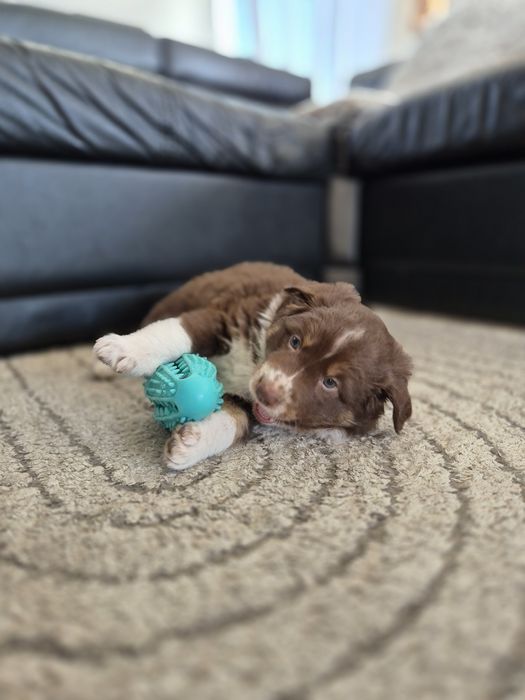 Szczeniaki border collie ZAREZERWOWANE