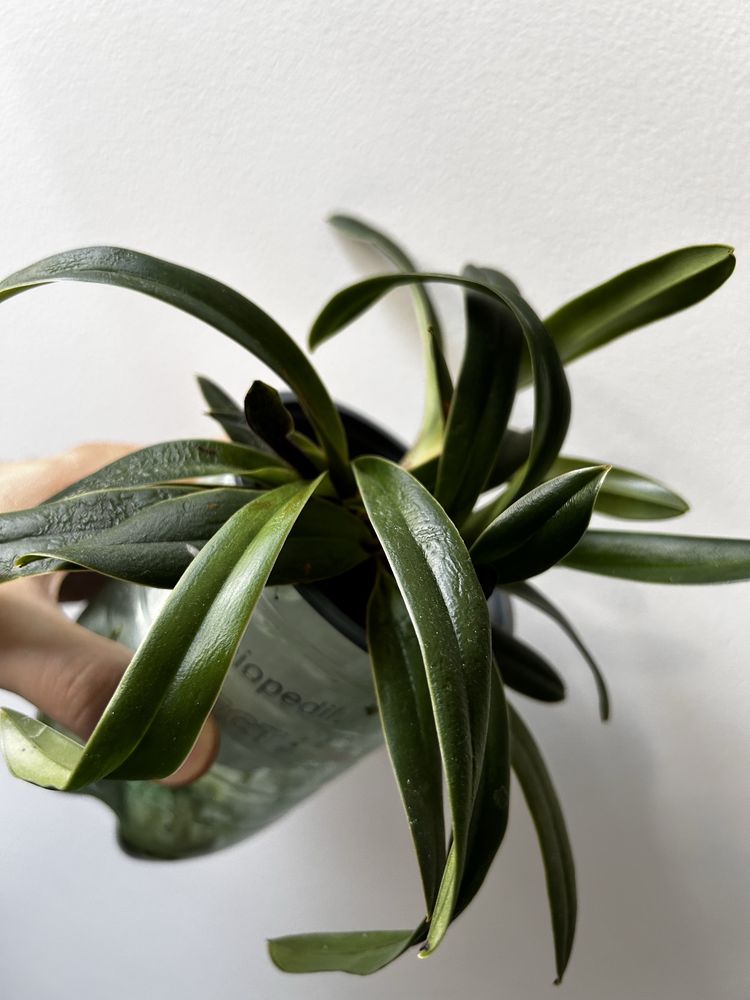 Orquidea Cattleya e paphiopedilum