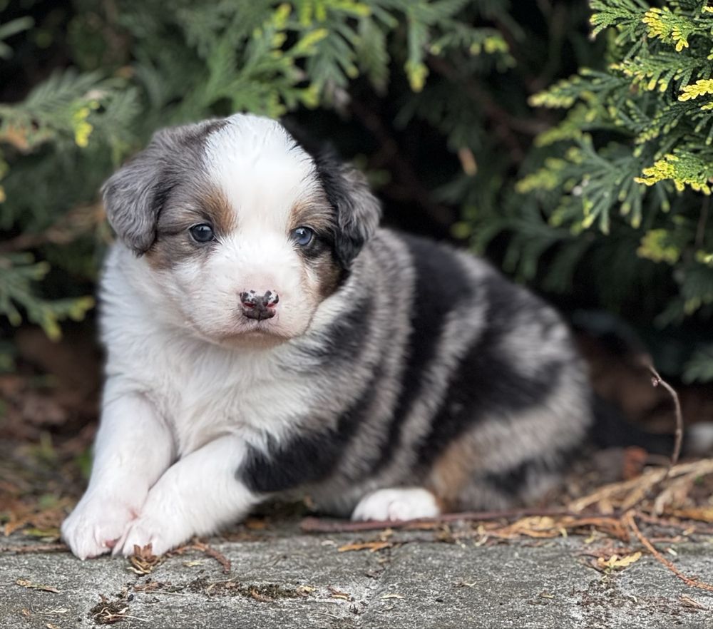 Amerykański owczarek miniaturowy- MAS - Mini Aussie- piesek FCI