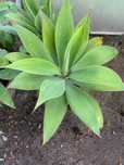 Agave Attenuata – Planta Suculenta Sem Espinhos