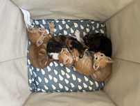 5 Gatinhos para adoção