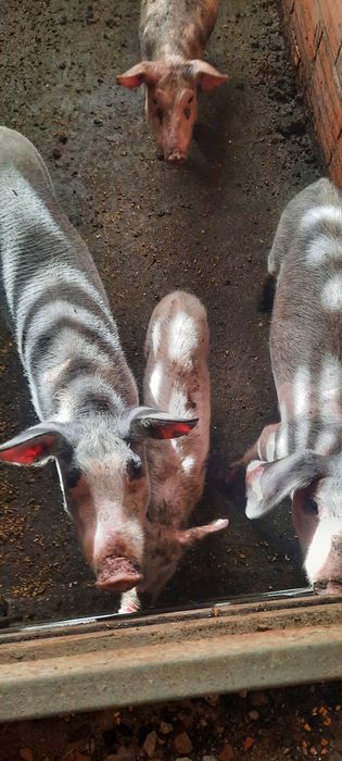 3 leitoes das ninhadas