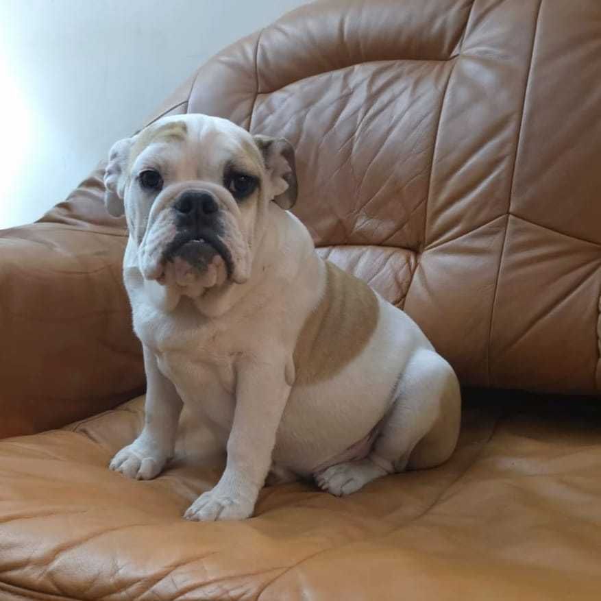 Buldog Angielski Sunia