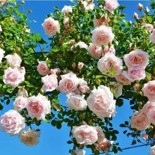 Розквітлі штамбові троянди , троянди штамбові з квітками троянда штамб